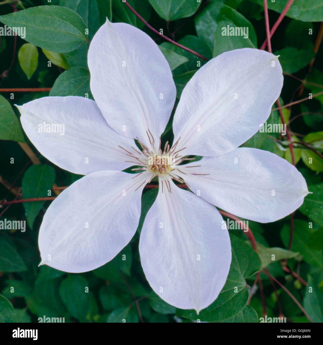 Clematis - `Henryi' AGM   CLE014770 Stock Photo